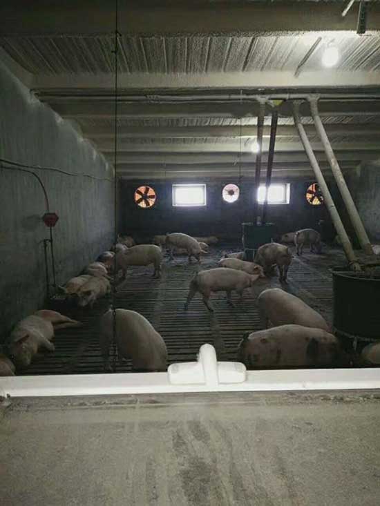 牧原养猪场猪舍pvc板连接处欧陆喷涂案例